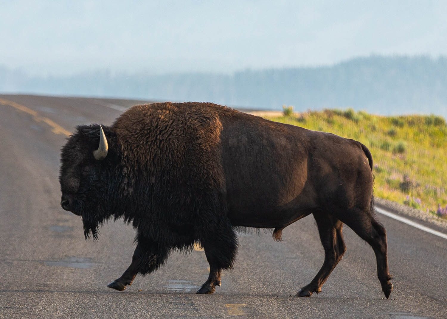 Bison crossing road