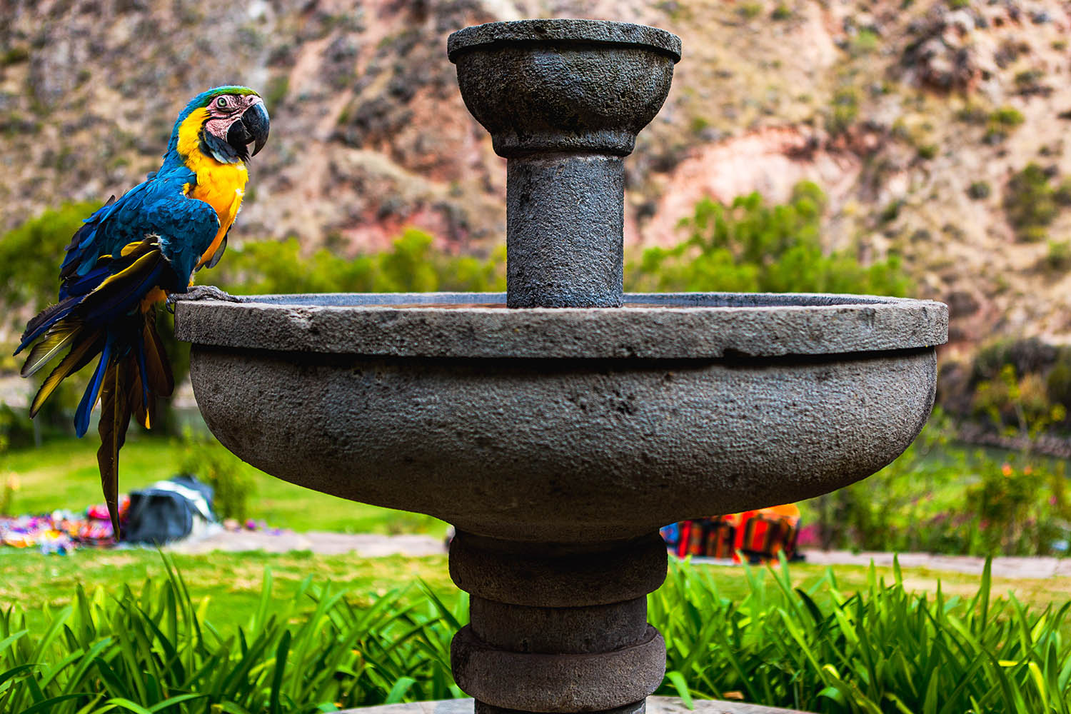 Parrot resting on water fountain