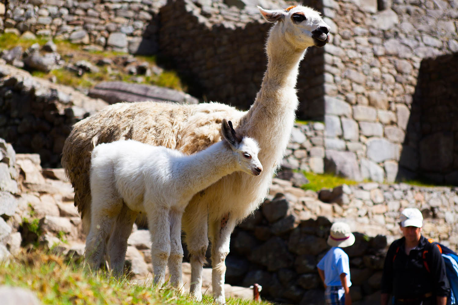 Mother and child alpaca watching tourists