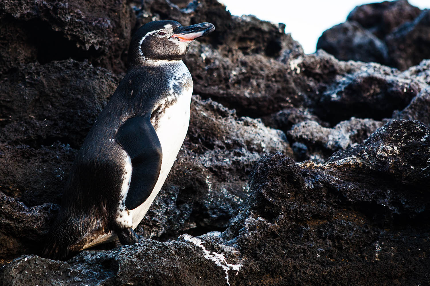 Penguin sitting on rock